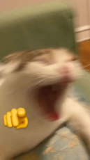 17593467866641.mp4