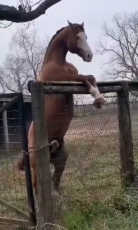 1764878663564706.webm