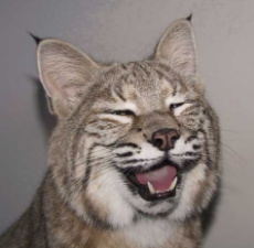 laughing lynx.jpg