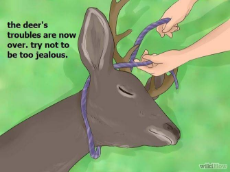 wikihow to hunt a deer.jpg