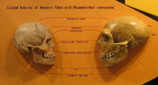 800px-sapiens_neanderthal_comparison.jpg