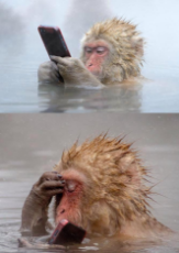 monkey realises his phone is not waterproof.png