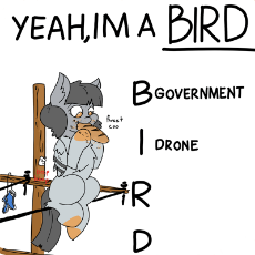 bird.png
