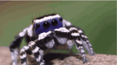 Spider201.gif
