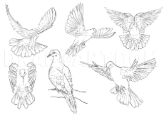 how-to-draw-pigeons-step-4_5e4ca528f0b237.75363067_60130_3_3-541034484.jpg