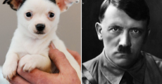 PAY-Adolf-the-puppy-and-Adolf-Hitler.jpg