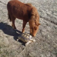 Tortoise and Pony are Pasture Buddies.mp4