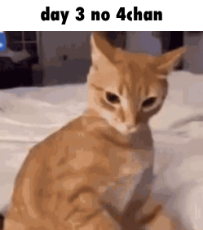 caption.gif
