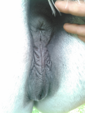 grey mare.jpg