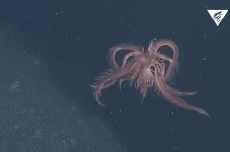 1632624097750.gif