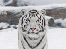 white tiger front.jpg