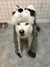 doghat.jpg