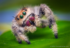 jumping-spiders-macro-photography-thomas-shahan-9.jpg