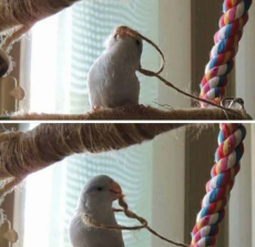 suicide bird.jpg
