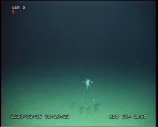 TRIPOD FISH.webm