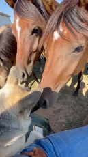 Young Group of Horses Sniff German Shepherd.mp4