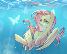 3615983__safe_artist-colon-g5p7r_artist-colon-kurimaru_derpibooru+import_fluttershy_butterfly_insect_pegasus_pony_g4_bubble_chest+fluff_digital+art_eye.jpeg