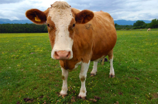 niggercow.png