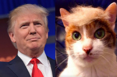 is-this-donald-trumps-hair-or-a-cats-hair-g2wy-2-17838-1457902015-3_dblbig.jpg