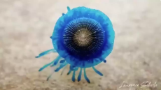 porpita porpita.webm