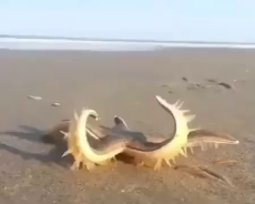 1669458407851349.webm
