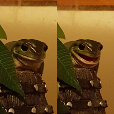 _happy frog.jpg