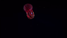 1625468857018.webm