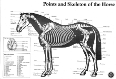 horse-skeleton-diagram.jpg