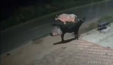 Cow Karma.mp4