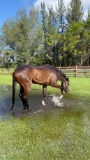 Happy horse takes a break in a rain puddle.mp4