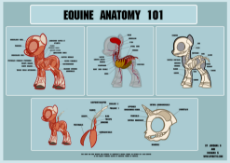 pony anatomy.jpg