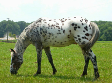 appaloosa+horse+picture.jpg