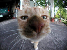 cat-up-close.jpg
