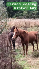 Horses eat winter hay.mp4