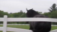 1618842036480.webm