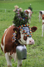 Bavarian Cow.jpg