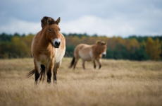 Przewalski-horse-field-Germany.jpg.653x0_q80_crop-smart.jpg