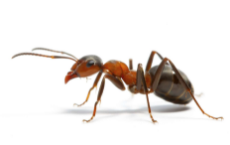 Ant-individual-.jpg