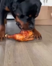 doggy.mp4