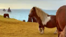 Captivating Videos - @AMAZlNGNATURE They're so cute [1714606812836573184].mp4
