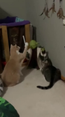 Curious cats get awesome lightsaber training from Yoda.mp4