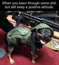 dog-soldier-through-sht-still-positive-attitude.jpg