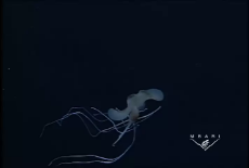 MAGNAPINNA.webm