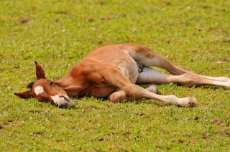 foal laying down.jpg