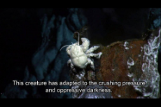 darkspawn crab.jpg
