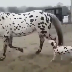 Life on Earth - Dalmatian finds a giant version of himself.-1306861797002092544.mp4