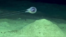 deep sea comb jelly.webm