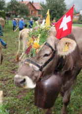 Swiss Cow.jpg