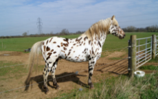 awesome-hd-desktop-background-images-of-appaloosa-horse-14AE188904C22D21521.jpg