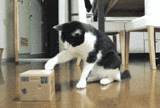 cat meets its replacement and is shocked.gif